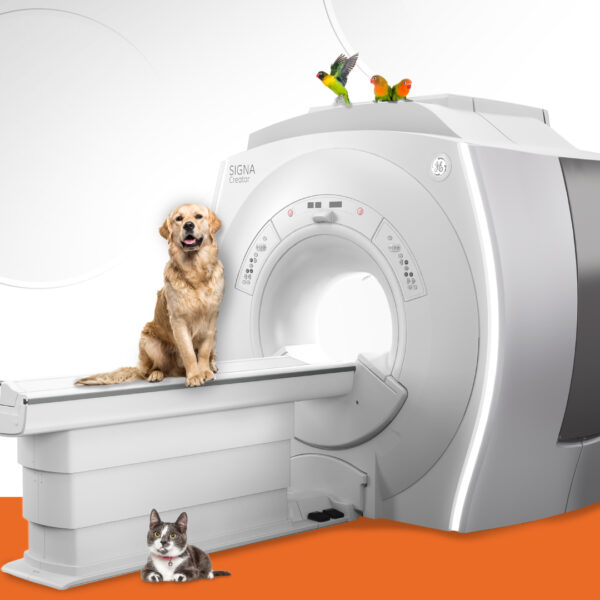 Ressonancia magnetica-RM-veterinaria-Site-1-600x600